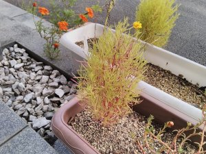 葉っぱがピンク色になっているコキア